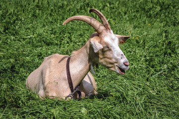 Goat on a meadow in Olsztynek town of Olsztyn County in Warmia-Mazury Province, Poland