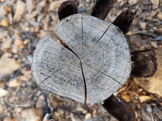 Legno