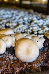 White champignon mushrooms growing in dark grotten on champignons farm
