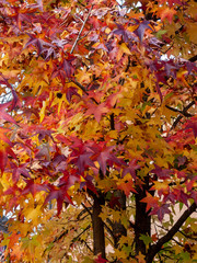 Wiew of chestnut plant with fallen leaves on the lawn in autumn, which create textures with warm colors all over the background.
