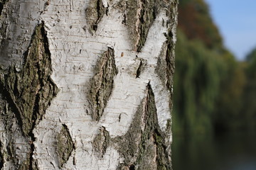 Closeup of the wooden texture of a birch bark with copy space on the right