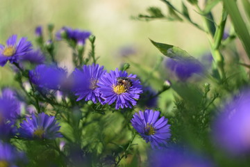Fototapeta na wymiar Violette Herbstastern