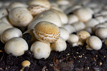 White champignon mushrooms growing in dark grotten on champignons farm