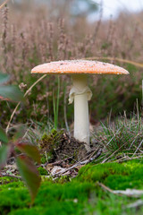 Red amanita unedible toxic forest mushroom