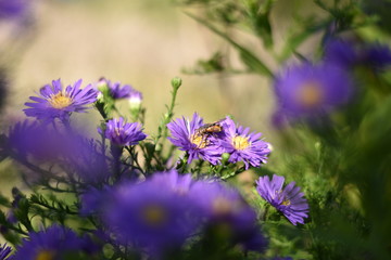 Violette Herbstastern