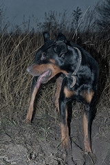 Doberman dog digs its paws and rips teeth pieces of soil in search of a rodent or ground squirrel