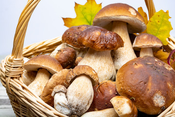 Basket with fresh edible forest mushrooms Boletus Edulis or porcini fungus, tasty vegetarian food