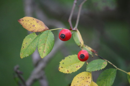 รูปภาพVolksmedizin เลือกดูภาพถ่ายสต็อก เวกเตอร์ และวิดีโอ3,299