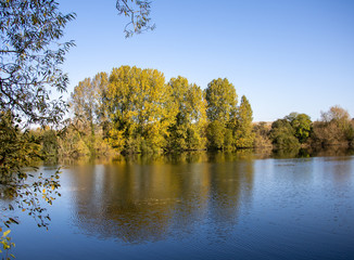 tree reflecting on the lake