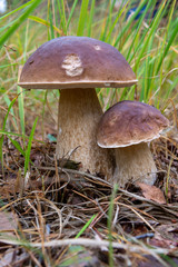 Edible forest mushroom Boletus Edulis or porcini fungus, tasty vegetarian food