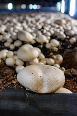 White champignon mushrooms growing in dark grotten on champignons farm