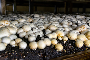 White champignon mushrooms growing in dark grotten on champignons farm