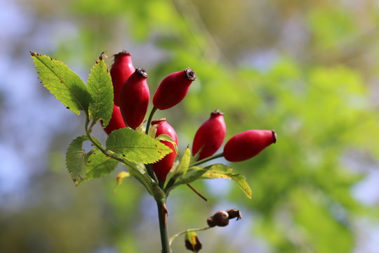 Red ripe rosehips on a branch of a tree in autumn, macro with copy space