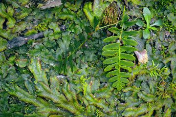 Ferns