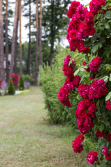 Blooming roses in the park, close-up