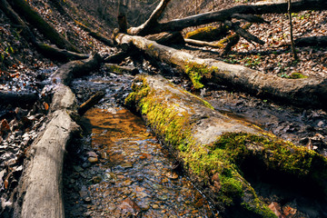 Fallen Tree
