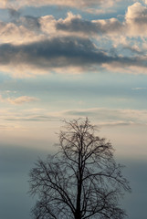 A lonely tree against a multifaceted sky