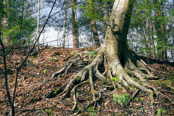 Tree Roots