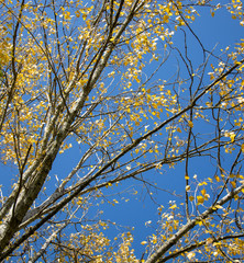 Deep blue sky seen through golden autumn leaves.