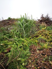 Haufen mit Gartenabfall