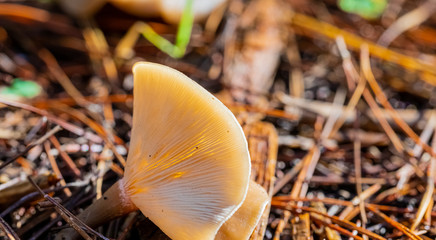 Close-up Mushrooms in a Pine Forest Plantation in Tokai Forest Cape Town