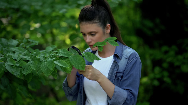 Female botanist studying leaves of tree in forest through magnifying glass