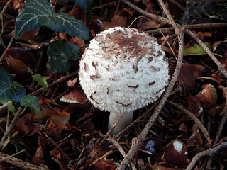 Closeup of a white mushroom on the forest ground, mushroom season in autumn