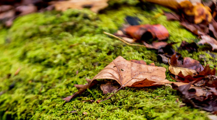 autumn leaves on the moss