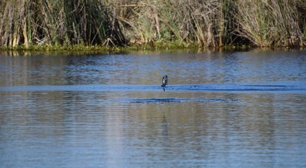 fish in the lake. flying fish. fish on a beautiful day. 