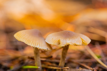 Close-up Mushrooms in a Pine Forest Plantation in Tokai Forest Cape Town
