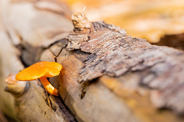 Close-up Common Rustgill Mushrooms in a Pine Forest Plantation in Tokai Forest Cape Town