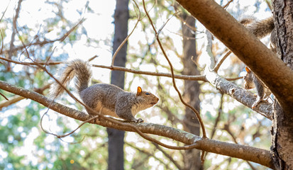 Grey Squirrel on a branch in a Pine Forest Plantation in Cape Town