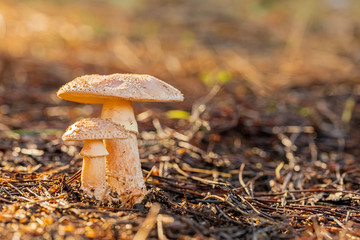 Close-up Blusher Mushrooms in a Pine Forest Plantation in Tokai Forest Cape Town