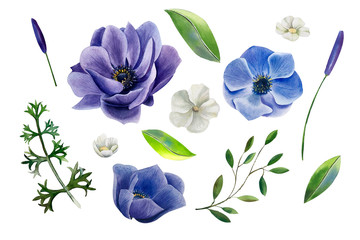 Fototapeta premium Set of watercolor blue anemone flowers, jasmine, green leaves and branches isolated on white background. 