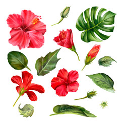 Set of tropical plants and flowers on white background. Watercolor red hibiscus. Monstera leaf