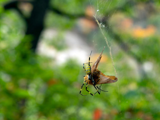 spider on web