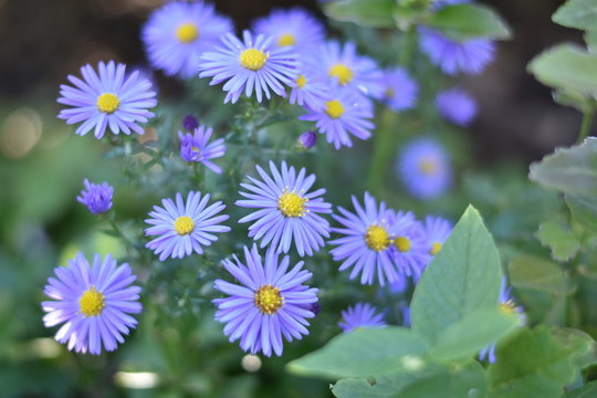 Violette Herbstastern