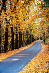 Obraz premium Amazing autumn landscape with yellow leaves along road in cosy forest