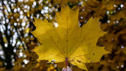 maple leaves in autumn