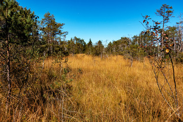 Obraz premium Ibmer Moor