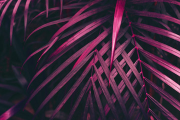 Thin purple palm leaves. Fashion trend of the background pattern
