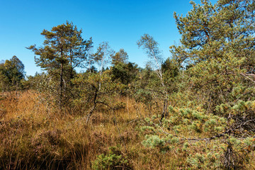 Obraz premium Ibmer Moor