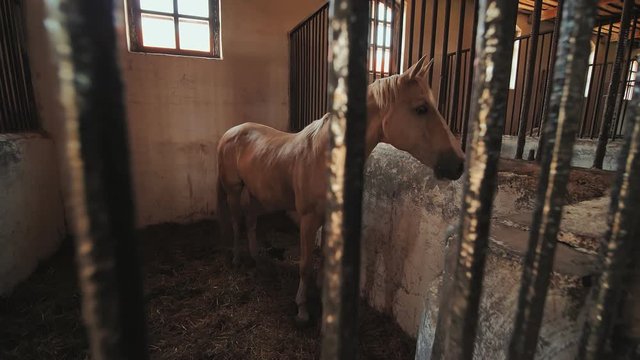 A young horse in the stable.
