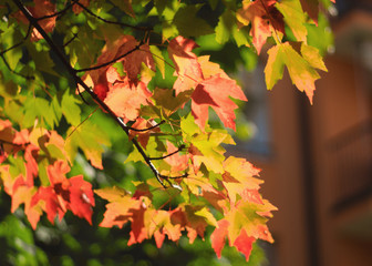 bright colors of maple leaves in a city park in the fall. milan, italy