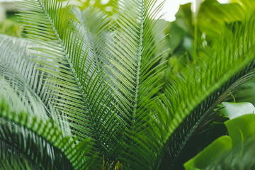 Background with tropical plants leaves. Green natural backdrop. Close up photo with copy space.