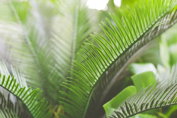 Background with tropical plants leaves. Green natural backdrop. Close up photo with copy space.