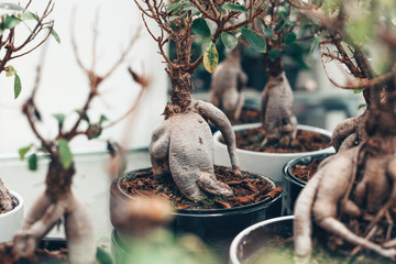 Microcarpa ficus ginseng in bonsai tree style. A lot of little house plant in flowerpot. Concept of natural house decor. © bulgn
