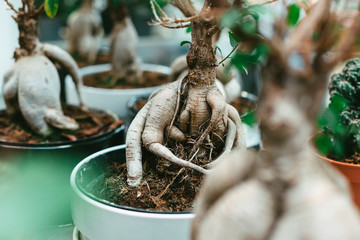 Microcarpa ficus ginseng in bonsai tree style. A lot of little house plant in flowerpot. Concept of natural house decor.