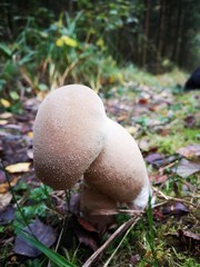 mushroom in forest