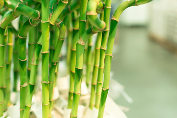 Dracaena sanderiana - flowering plant in the family Asparagaceae. Also known as lucky bamboo....